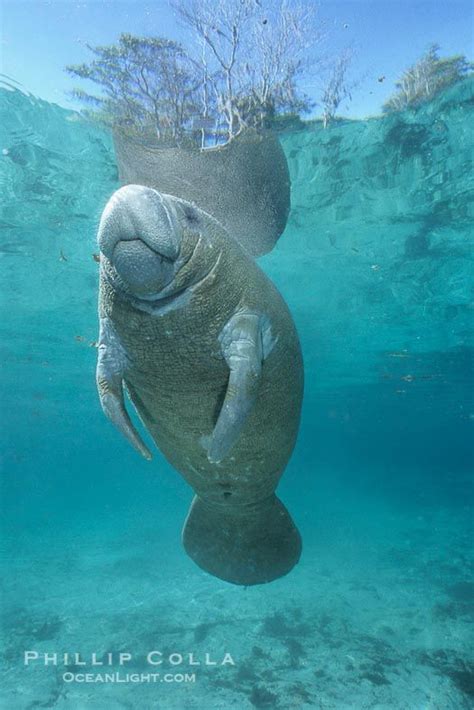 A Florida Manatee Or West Indian Manatee Hovers In The Clear Waters