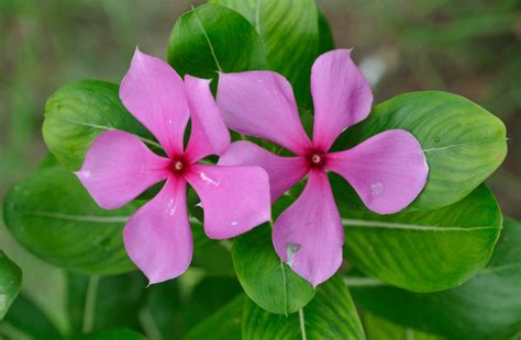 Periwinkle Flower Medicinal Uses Techgape