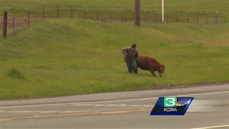 Cows Hit Killed By Truck On Jackson Highway Youtube