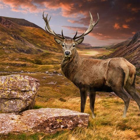 Majestic Deer Wall Art Photography