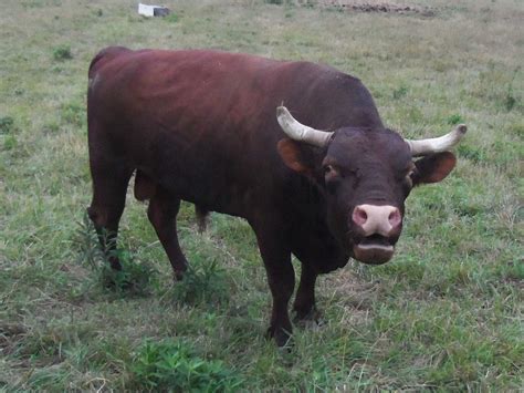 Are You Up To The Challenge Of Keeping A Bull Auburn Meadow Farm