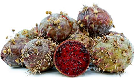 Organ pipe cactus fruit have a rounded shape and grow to be about the size of a tennis ball. Organ Pipe Cactus Fruit Information and Facts