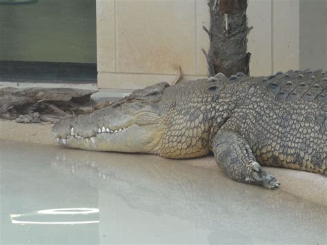 The Online Zoo Saltwater Crocodile