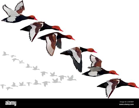 Flying Duck Realistic Vector Image White Background Common Duck Red