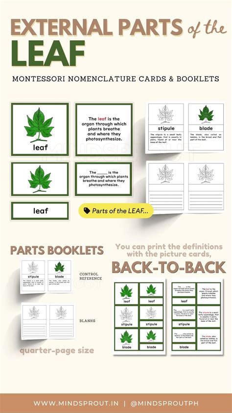 Botany Unit Leaf External Parts Montessori Nomenclature 5 Part Cards