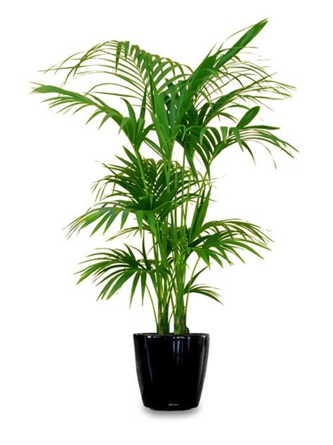 18 Best Large Indoor Plants Tall Houseplants For Home