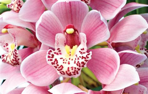 Field Guide To Cymbidium Orchids Tesselaar