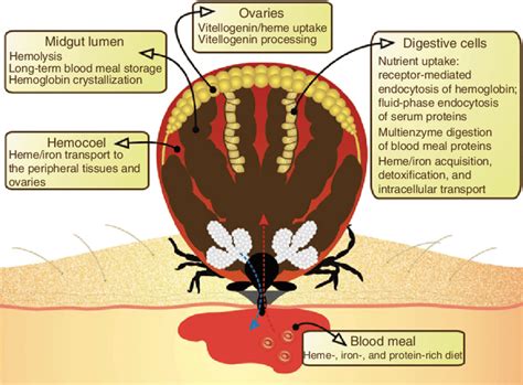 1 Physiological Processes Associated With Blood Meal Processing In