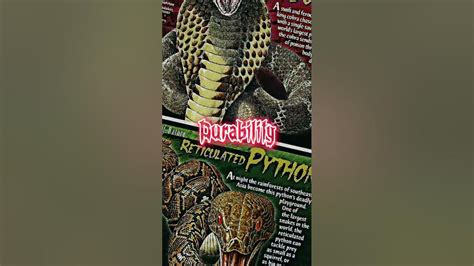 King Cobra Vs Reticulated Python Shorts Youtube