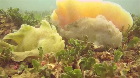 Ocellated Frogfish Sitting On Ledge Together Youtube