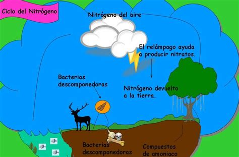 Ciclos De La Naturaleza El Ciclo Del Nitrogeno