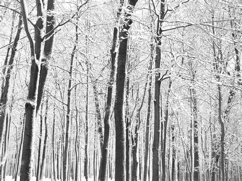 Winter Forest In Black And White Winter Forest Montreal