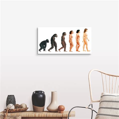 Stages In Female Human Evolution Wall Art Canvas Prints Framed Prints