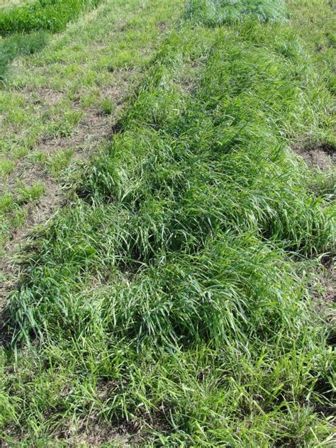 Cool Season Perennial Grasses Livestock And Poultry Environmental