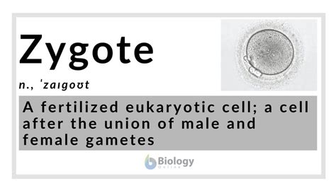 Animal Zygote Is An Haploid Cell Lyons Den Section 132 The
