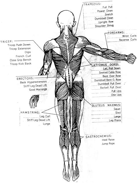 Muscle Chart Back Basic Muscle Anatomy Chart Bodybuil