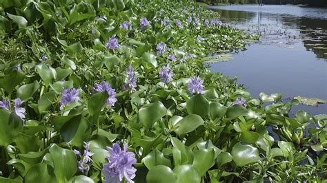 Biologists Continue 14 Year Battle With Invasive Plant Species In Southeast Arkansas Lake