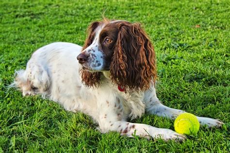 Sprocker Dog Breed Information, Buying Advice, Photos and ...
