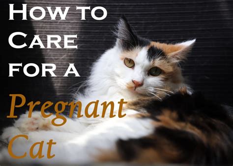 How To Care For A Pregnant Cat Universty Of Cats