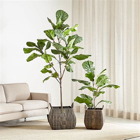 Before you buy a fiddle leaf fig, you will want to confidently know that it is not poisonous to your favorite dogs, cats, and children. Faux Fiddle Leaf Fig Trees | Crate and Barrel