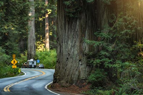 Redwood Highway 101 Northern California Usa Stock Image Colourbox