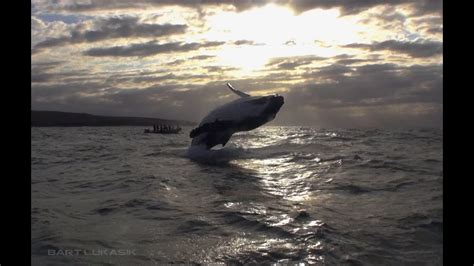 Whale Jumps Out Of The Water Next To A Boat Full Of Divers