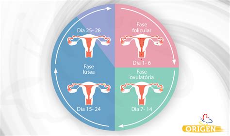 Ciclo menstrual o que é e quais são suas fases Clínica Origen Fertilização in Vitro