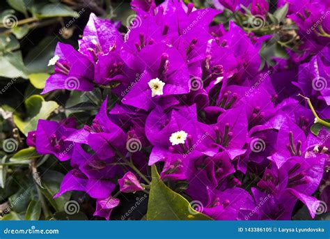 Beautiful Purple Pink And Yellow Flowers Of The Bougainvillea Plant On