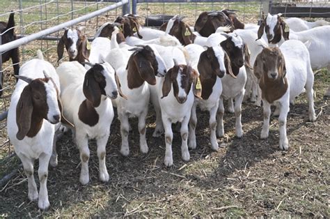 Male goats are called rams or billys; Farm Health Online - Animal Health and Welfare Knowledge ...