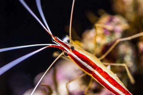 The 4 Best Saltwater Shrimp For Your Tank The Aquarium Club