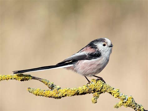 19 Common British Birds In Your Garden Love The Garden