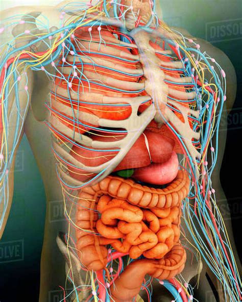 The human body is an amazing structure which contains a wide range of complex parts and processes. Perspective view of human body, whole organs and bones ...