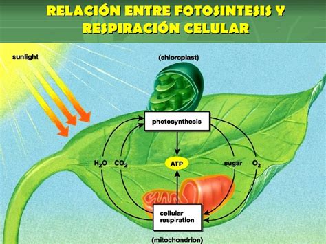Fotosintesis Y Respiracion Celular Pdf