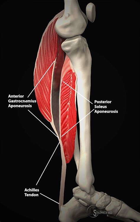 Stand facing a wall with your arms straight in front of you and. Not the Plantaris - Keys to Better Diagnosis of Calf ...