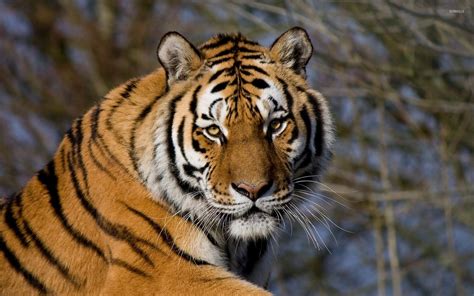 Tiger Looking Into The Camera Wallpaper Animal Wallpapers 47499