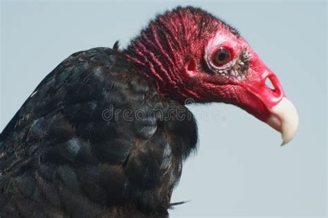 Turkey Vulture Close Up Stock Photo Image Of Head White 2515930