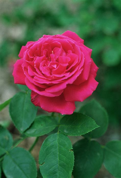 Discuss and debate, anything related to war of the roses goes! Dickson Roses - Wikipedia