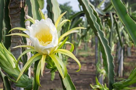 When Does A Dragon Fruit Bloom Reasons For No Flowers On Dragon Fruit