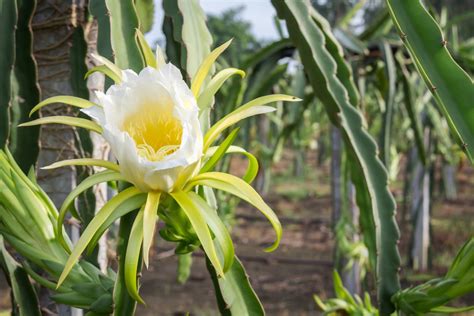 We did not find results for: When Does A Dragon Fruit Bloom - Reasons For No Flowers On ...
