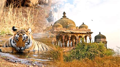Secrets Of Ranthambore That Locals Dont Want You To Know Tripoto