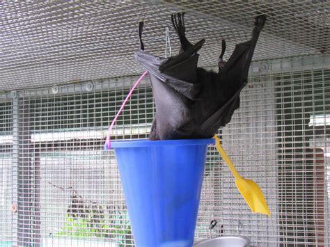 Spectacled Flying Fox Enrichment Zoochat