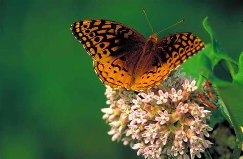 Free Picture Great Spangled Fritillary Common Milkweed Butterfly