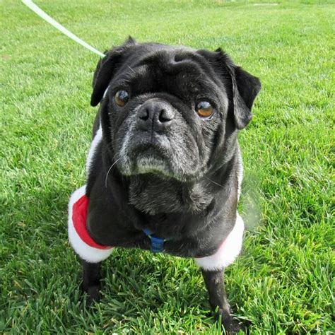Help keep this page updated: Pug dog for Adoption in San Diego, CA. ADN-409229 on ...