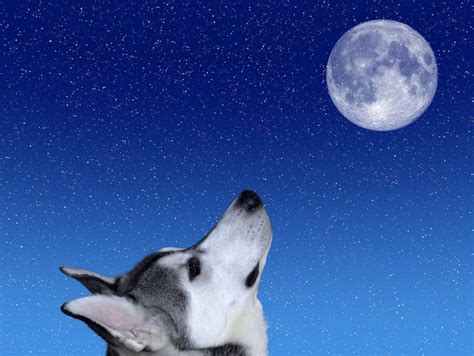 130 Space Names For Dogs That Are Universally Loved Great Pet Care