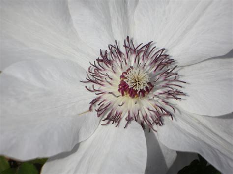 Free Images Blossom White Flower Petal Bloom Botany Flora