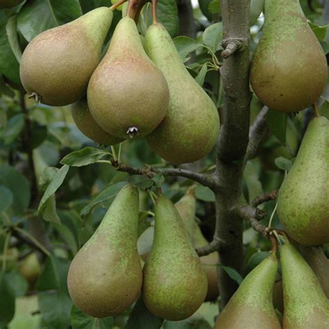 Buy Duo Fruit Tree Pear Conference And Concorde Single Bare Root Duo