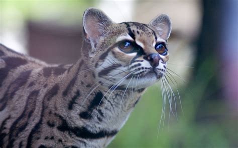 Wild Cat Margay Wallpapers And Images Wallpapers Pictures Photos