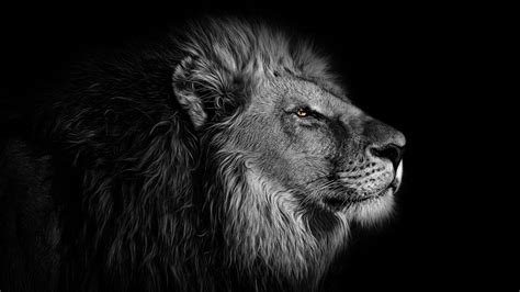 Here you can find the best roaring lion wallpapers uploaded by our community. Lion 4K Wallpaper, African, Black background, 5K, Animals ...