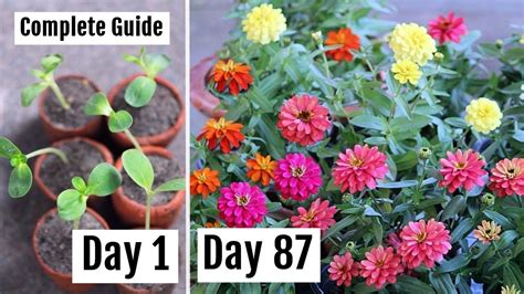 How To Grow And Care For Zinnia To Get Lots Of Blooms With Updates