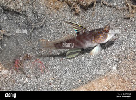 Flagfin Shrimpgoby Also Known As Smiling Goby Mahidolia Mystacina